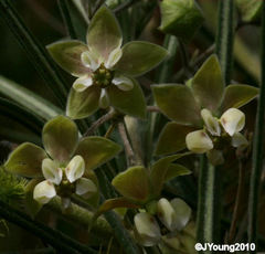 Gomphocarpus tomentosus tomentosus