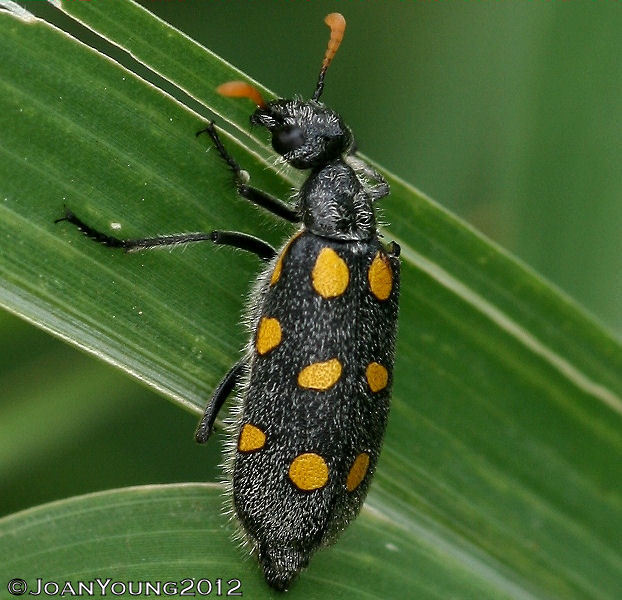 Tenspot Blisterbeetle