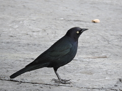 Euphagus cyanocephalus