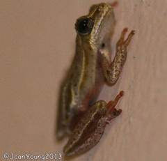 Hyperolius marmoratus taeniatus