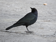 Euphagus cyanocephalus