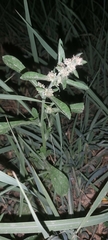 Magnoliopsida