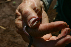 Afrotyphlops obtusus