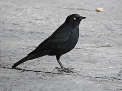 Euphagus cyanocephalus
