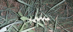 Magnoliopsida