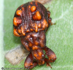 Phymatopsinus pustula