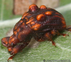 Phymatopsinus pustula