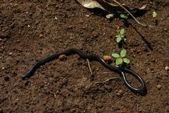 Afrotyphlops obtusus