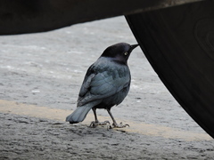 Euphagus cyanocephalus
