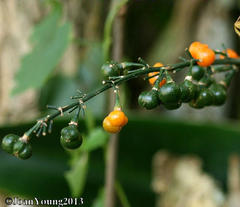 Dracaena aletriformis