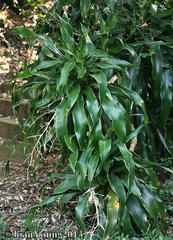 Dracaena aletriformis