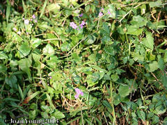 Commicarpus