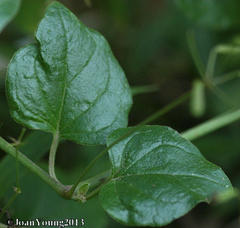 Commicarpus