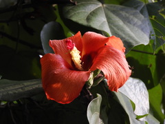 Hibiscus elatus