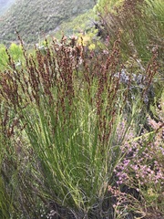 Elegia hookeriana