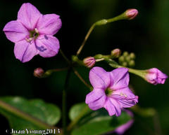 Commicarpus