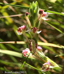 Zaluzianskya microsiphon