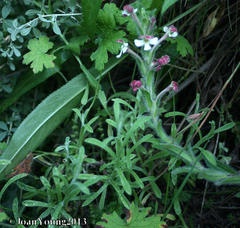 Zaluzianskya microsiphon