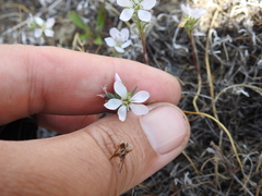 Hesperolinon congestum