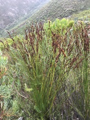 Elegia hookeriana