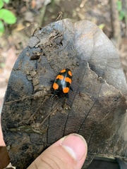 Scaphidomorphus bosci