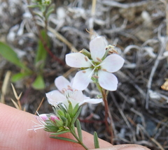 Hesperolinon congestum