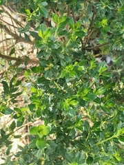 Baccharis conferta
