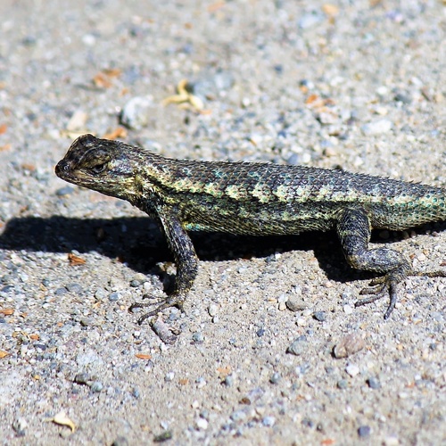 iNaturalist observation photo of Western Fence Lizard