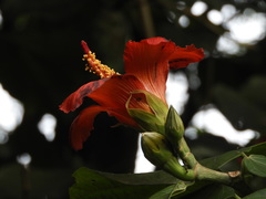 Hibiscus elatus