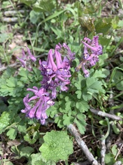 Corydalis solida