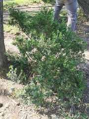 Baccharis conferta