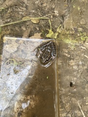 Lithobates palustris