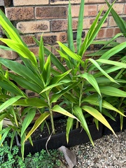 Siphonochilus aethiopicus