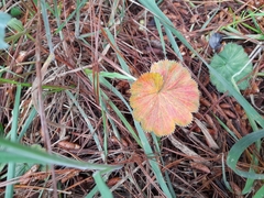 Alchemilla orbiculata