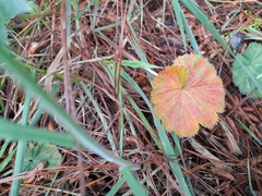 Alchemilla orbiculata