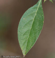 Barleria elegans