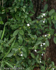 Barleria elegans