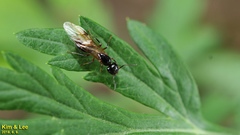 Camponotus nipponensis