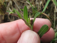Noticastrum