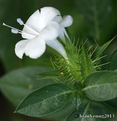 Barleria elegans