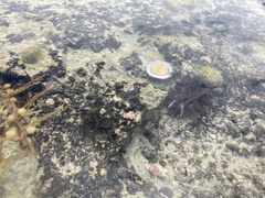 Echinometra lucunter