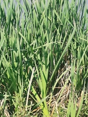 Typha latifolia