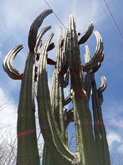 Stenocereus montanus