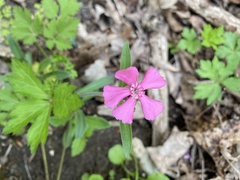Silene caroliniana