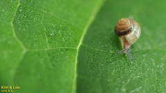 Parasitala