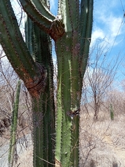 Stenocereus montanus