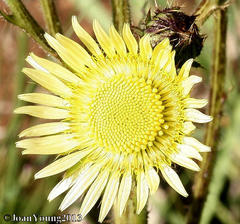 Berkheya radula