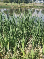 Typha latifolia