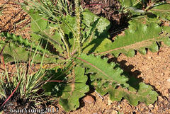 Berkheya radula