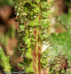 Berkheya radula